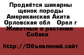 Продаётся шикарны щенок породы Американская Акита - Орловская обл., Орел г. Животные и растения » Собаки   